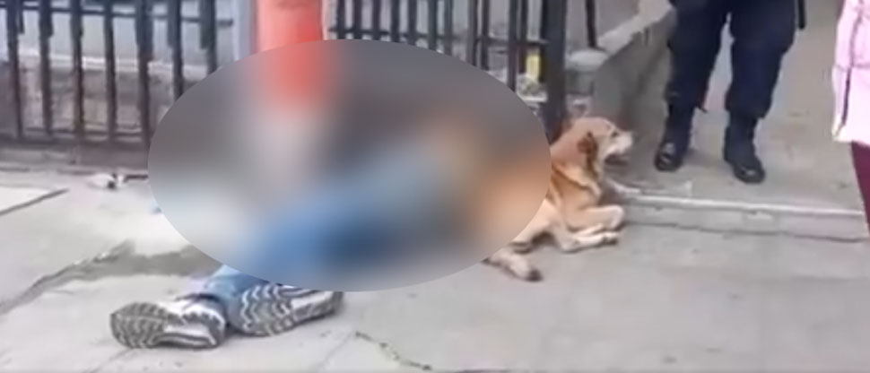 El mejor amigo del hombre: perrito custodia cuerpo de su dueño fallecido por intoxicación