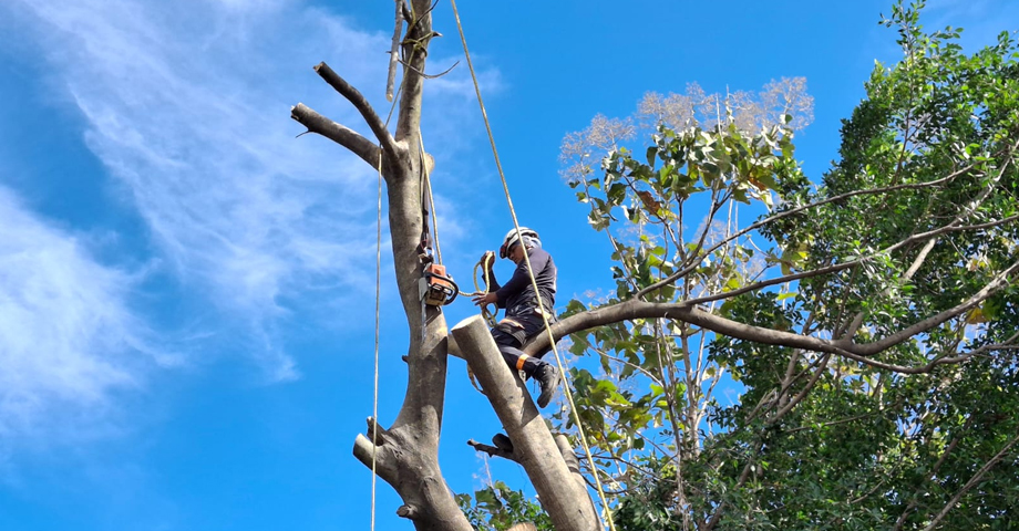 Podan enorme árbol que ponía en peligro a familias de colonia Zacamil