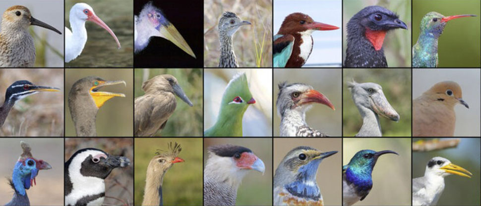 Hoy es el día mundial de las aves