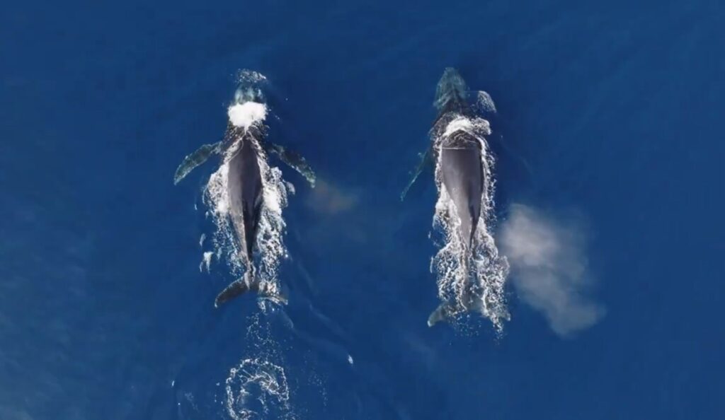 Majestuoso: Ballenas visitan las costa salvadoreña