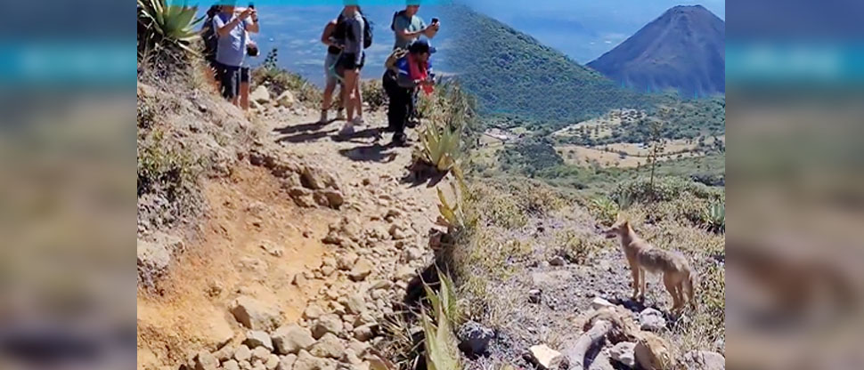 Turistas viven momento inesperado al encontrase con un coyote en volcán de Santa Ana