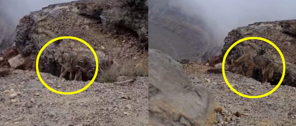 Captan a un coyote en el cráter del volcán Ilamatepec de Santa Ana