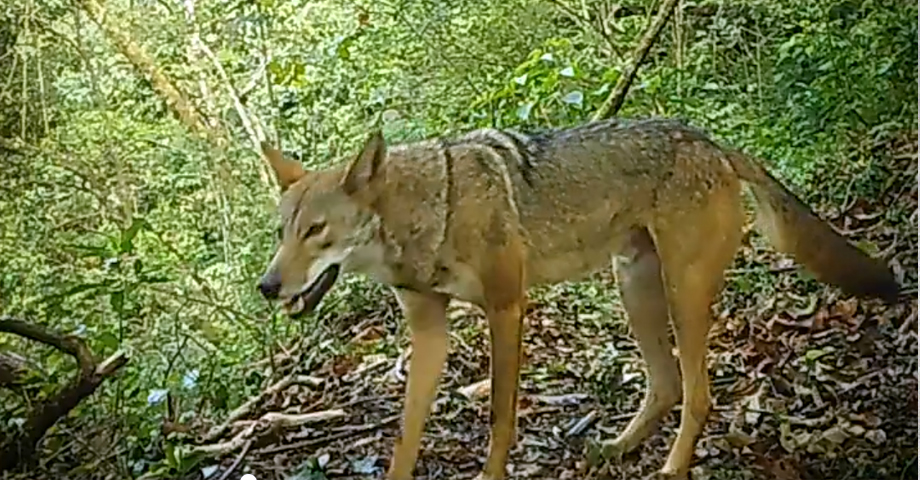 MARN recomienda, qué hacer si te encuentras con un coyote en algún bosque