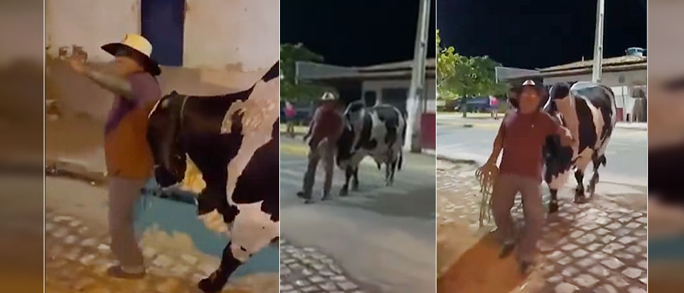 “Cuando el animal es más responsable que el dueño”: toro guía a hombre en estado de ebriedad