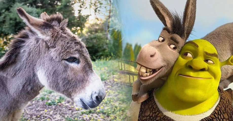 Muere Perry, el burro que inspiró al singular compañero de Shrek