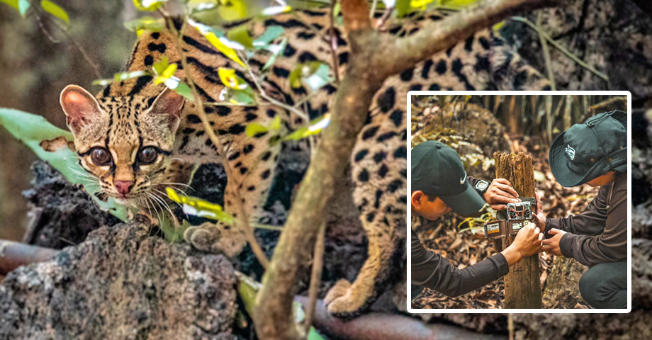 MARN desarrolla acciones para la conservación de felinos en Áreas Naturales Protegidas