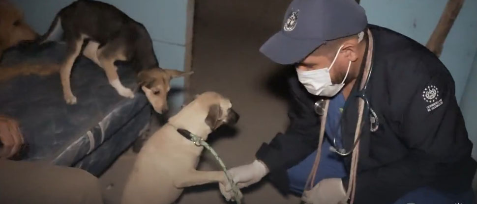 IBA rescata a perrito Pinky quién recibía maltrato de su dueño en Chalatenango