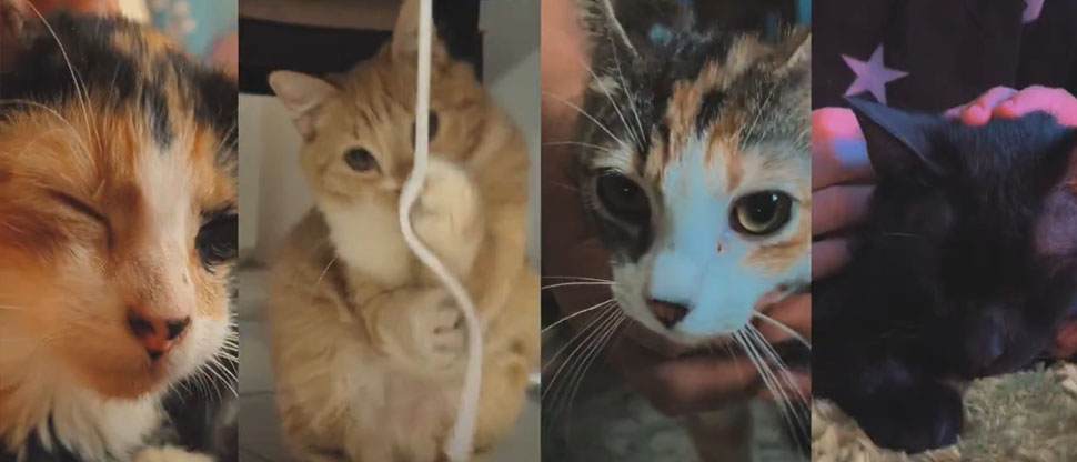 IBA entrega cuatro felinos recuperados a sus nuevas familias