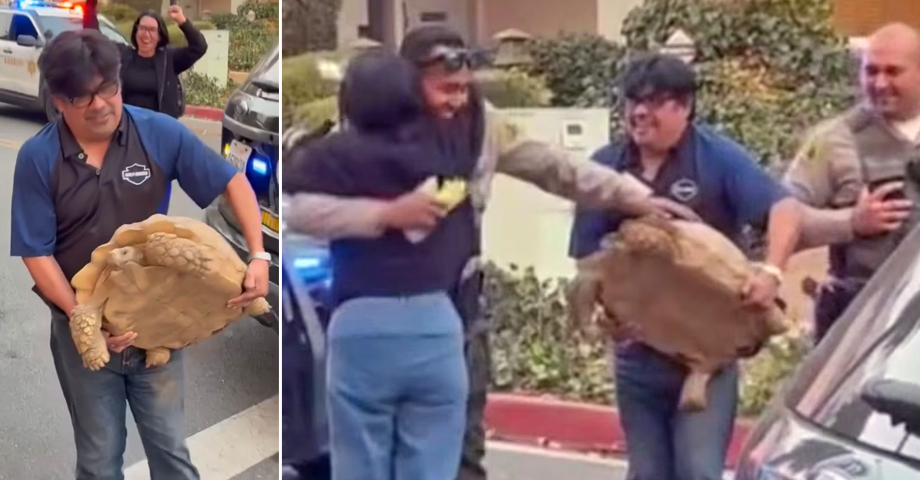 Tortuga sobrevive a los incendios en California y se reencuentra con sus dueños