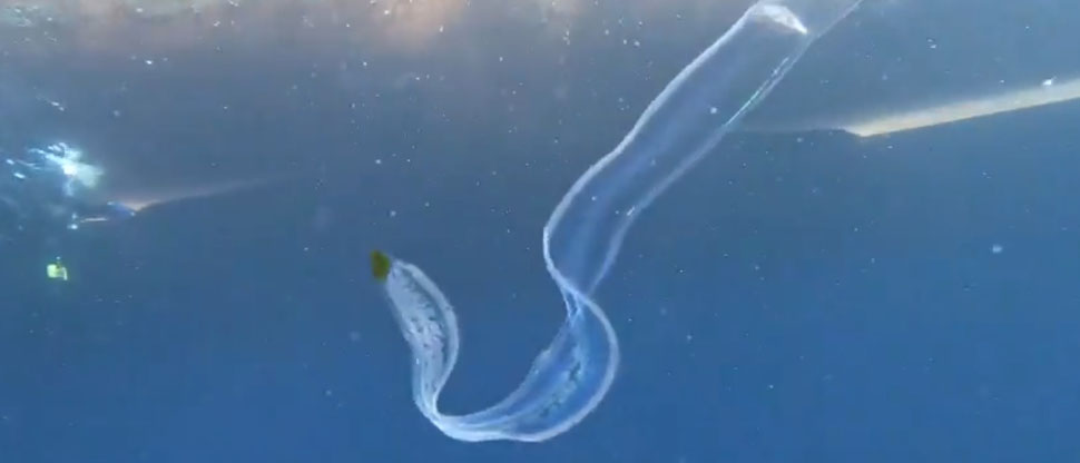 MARN registra una nueva especie en la costa salvadoreña nunca vista