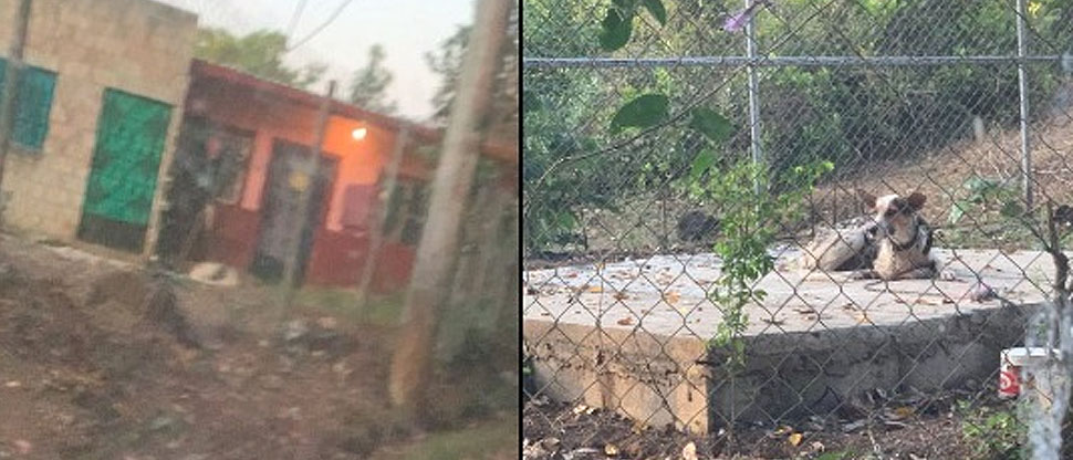 Denuncian a dueños de perrita que la mantienen amarrada en una lotificación de Izalco