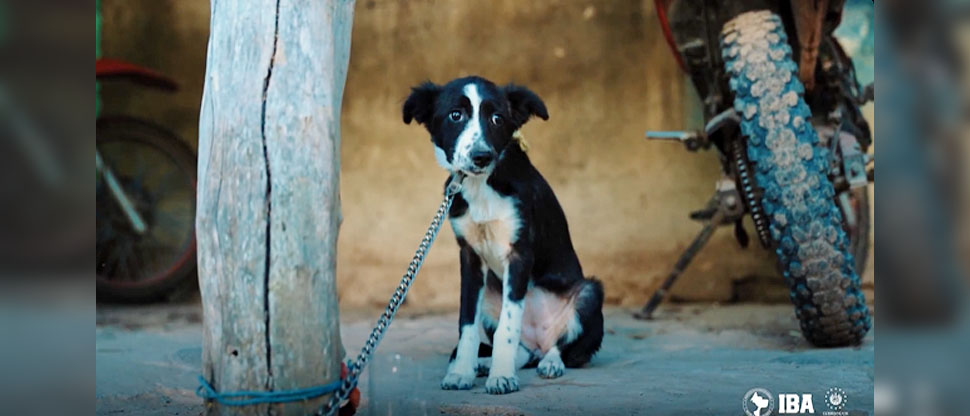 IBA responde a denuncia ciudadana de perrita abandonada en Chalatenango