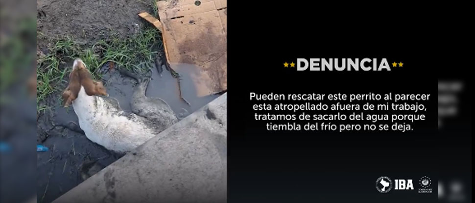 Rescatan a perrito que fue atropellado por conductor que huyó sin auxiliarlo