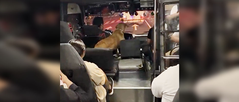 Perro se hace viral al viajar como pasajero dentro de una unidad de transporte colectivo