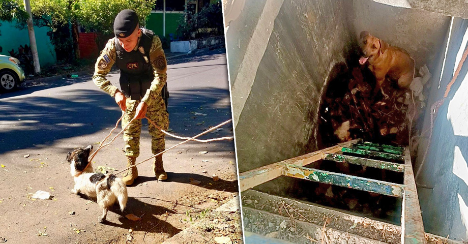 Militares rescatan a dos perritos que cayeron en un tragante en San Martín