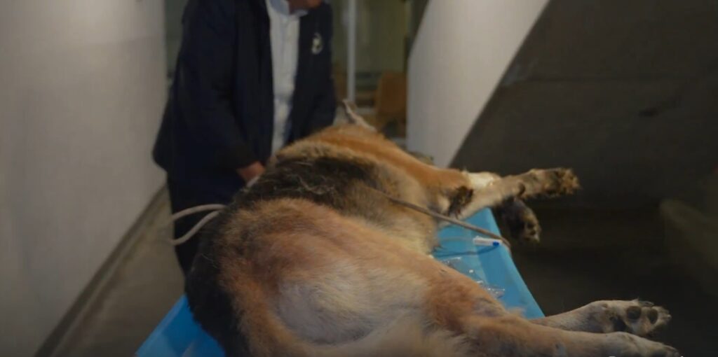 IBA rescata a perrito de la tercera edad herido y sanciona a su dueña