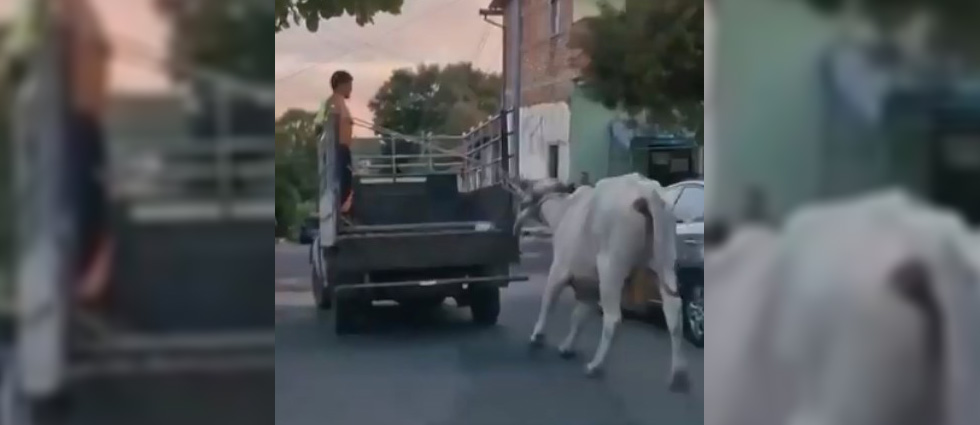 Denuncian sujeto que llevaba a un buey amarrado y halándolo con el pick up en Izalco