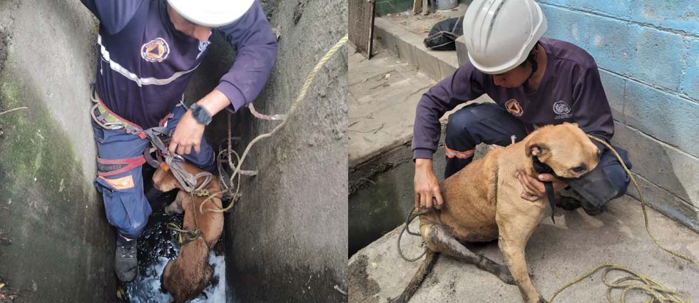 Rescatan a perrito que cayó a un tragante en Ayutuxtepeque