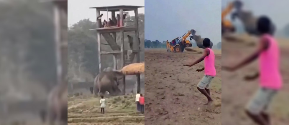 ¡Elefante ebrio provoca caos en un pueblo de la India!