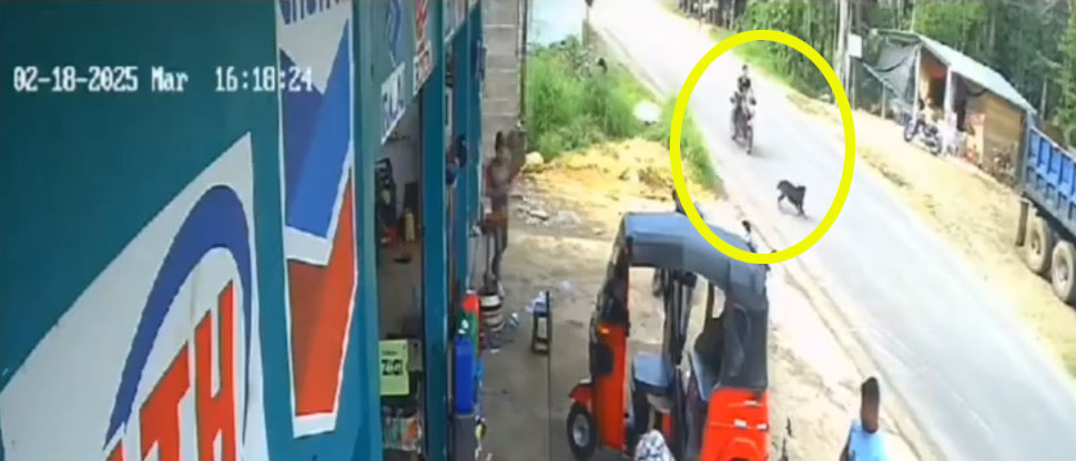 Captan momento exacto cuando motociclista atropella a perrito que cruzaba la calle