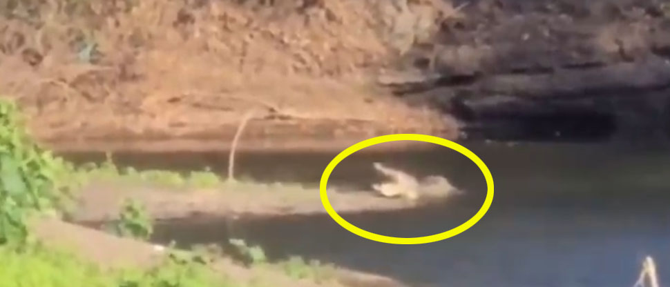 Informan sobre la aparición de cocodrilos de gran tamaño en San Miguel