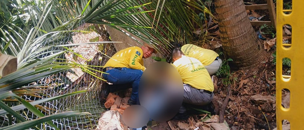 Trasladan de emergencia a hospital a hombre tras caer de palmera de 6 metros de altura
