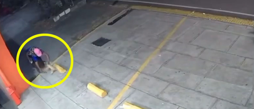 Buscan a mujer captada robándose a Simba, un gatito que se salió de una casa en San Miguel