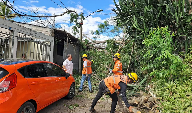 Árbol de gran tamaño cae sobre una vivienda de Santa Ana