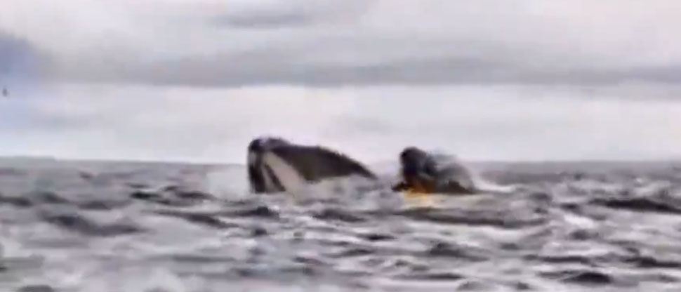 CHILE: Hombre es tragado por una ballena en la bahía de Águila