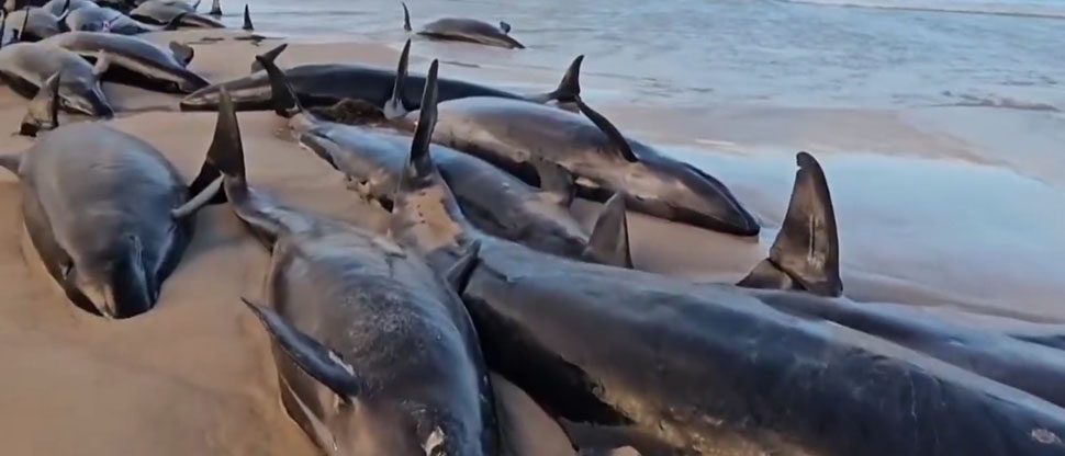Más de 150 ballenas mueren tras quedar varadas en Australia