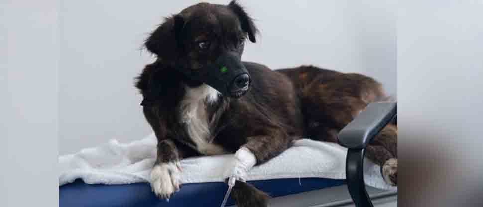 Chivo Pets brindó más de un millón de atenciones médicas a mascotas en 2024