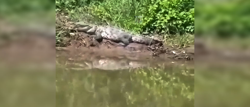 Pescadores temen ataque de cocodrilo visto en río Lempa, Chalatenango