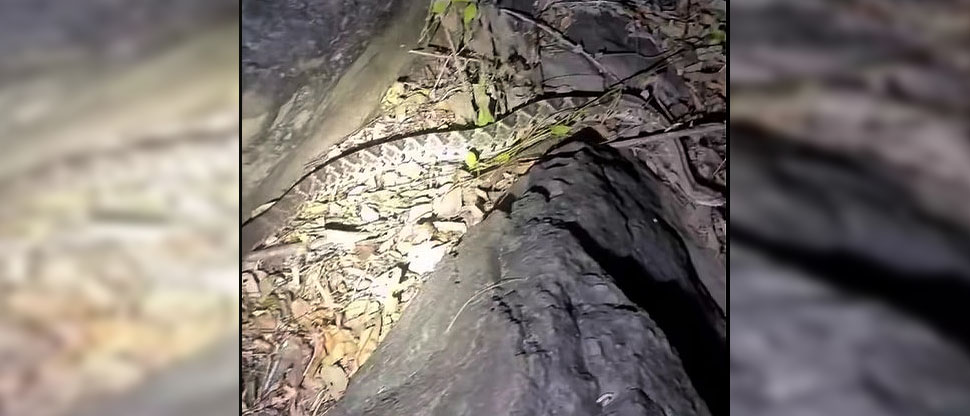 “Bella, pero letal”: hombre comparte su experiencia al encontrar una serpiente cascabel