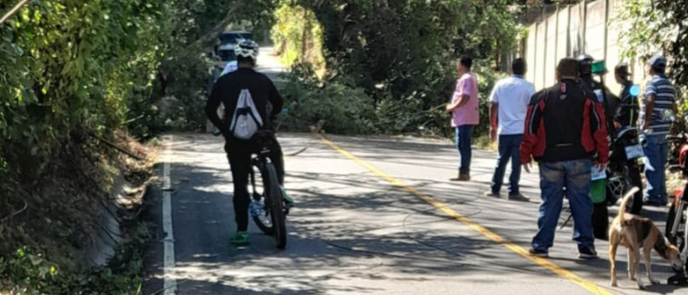 Ciudadanos reportan árbol caído en calle al Boquerón