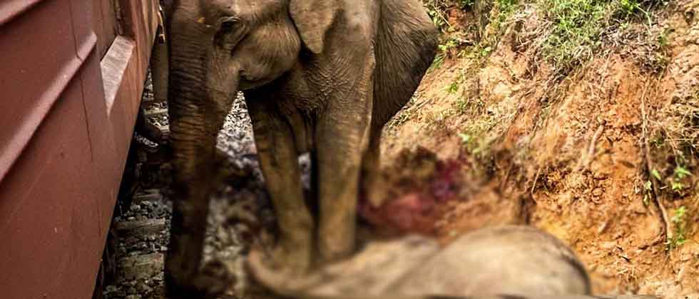 Seis elefantes, incluyendo crías, mueren tras ser arrollados por un tren en Sri Lanka