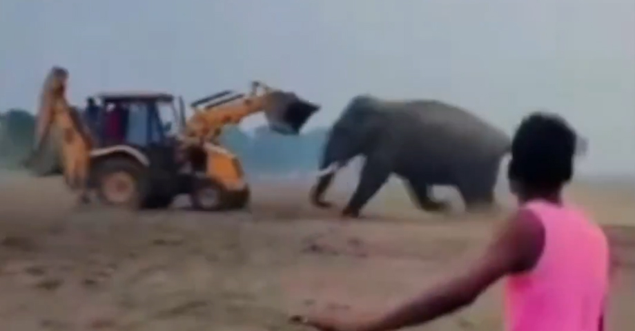Elefante bajo los efectos del alcohol causa desmanes en un pueblo de la India