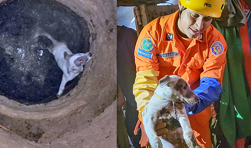 “Toda vida es importante”: bomberos rescatan a perrito que cayó en un pozo