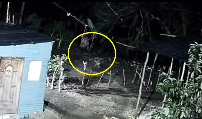 Perros se inquietan al observar extraña sombra que se movía en una zona rural