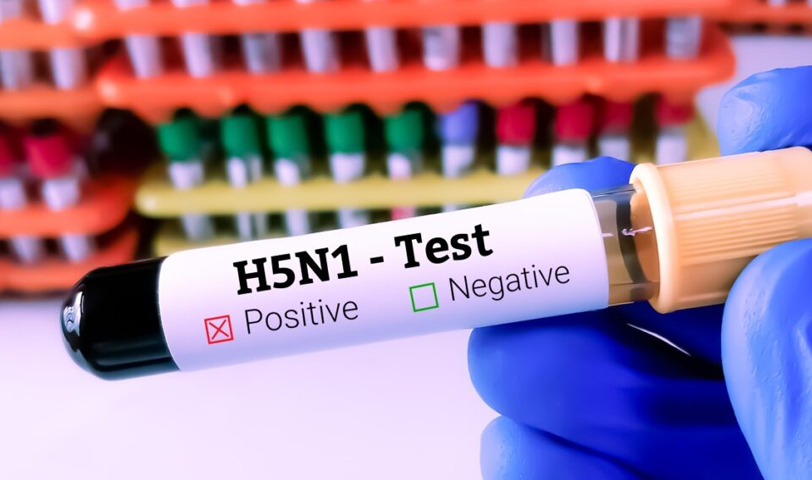 EE.UU.: confirman hallazgo del virus H5N1 en ratas negras en California