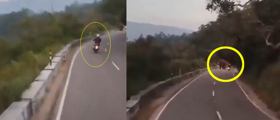 INDIA: Elefante enfurecido le quita la vida a turista alemán