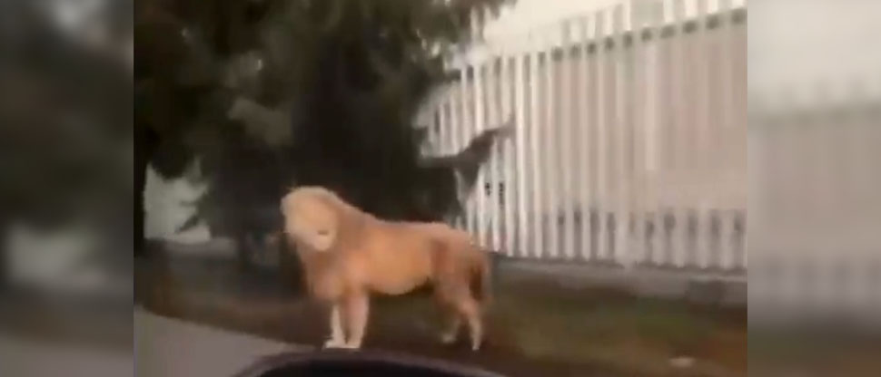 Ciudadanos se llevan tremendo susto al ver un león en plena calle de México