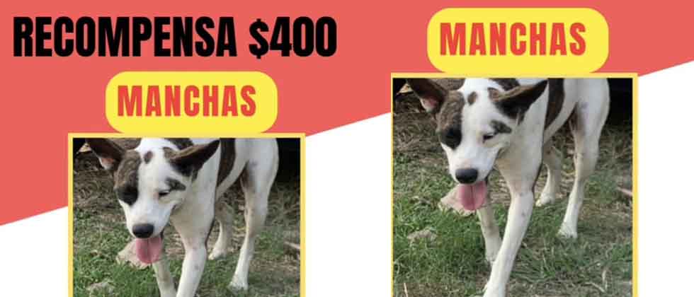 Familia ofrece 400 dólares de recompensa por su perrita Manchas