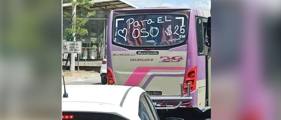 Directo al oso por una cora