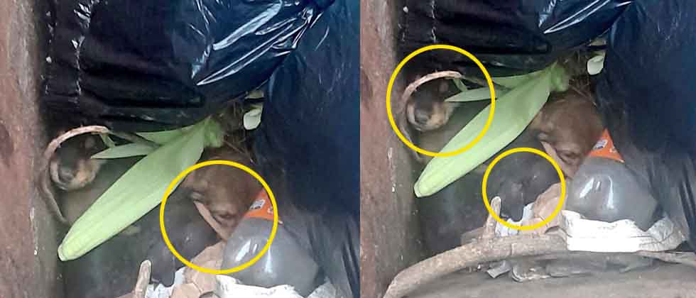 Desalmados lanzan cinco perritos a un basurero en Santa Tecla