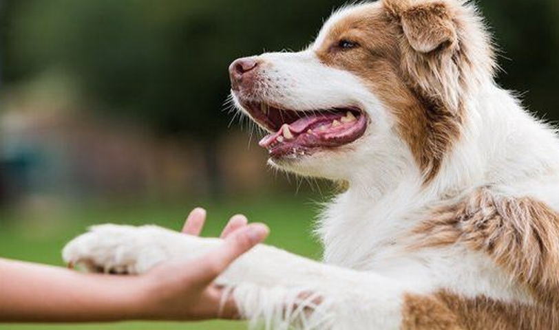 Juez le ordena a sujeto pagar la manutención de sus perros tras separarse de su novia