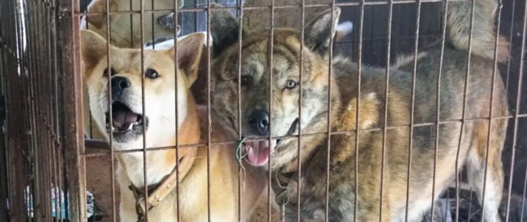Cierran el 40% de las granjas de carne de perro en Corea del Sur