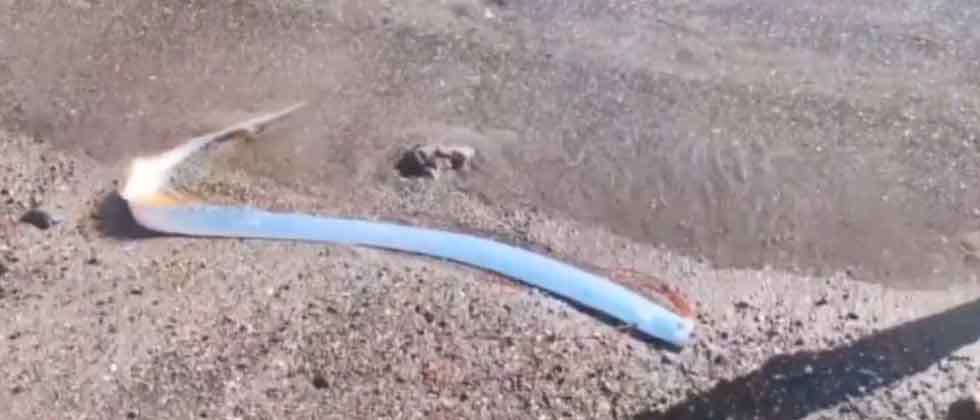 Pez remo emerge en playa de Baja California y desata teorías sobre el “fin del mundo”