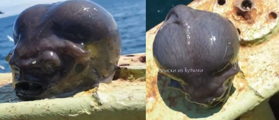 RUSIA: hombre pesca extraña criatura marina que parece extraterrestre