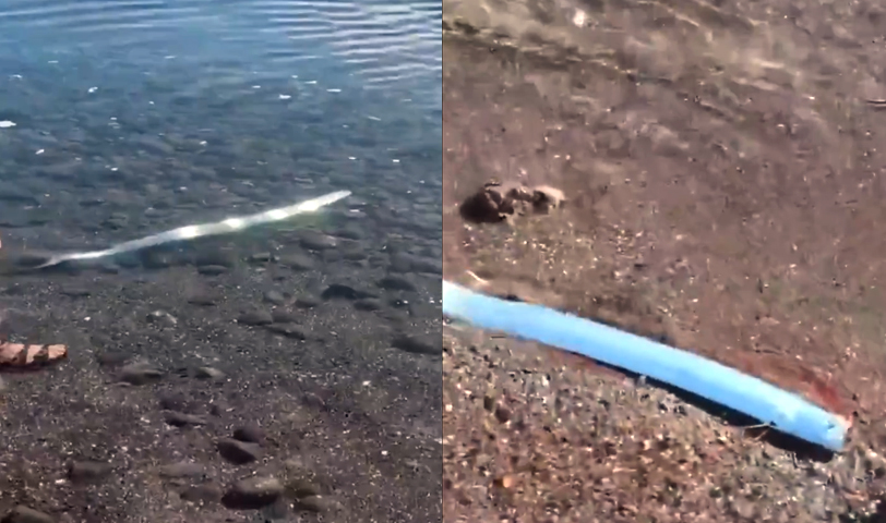 Captan rara especie de pez remo en México y surge el temor porque alguna tragedia puede ocurrir