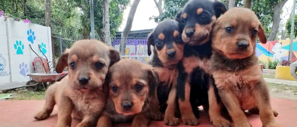 Rescatan a cachorros abandonados en un basurero en carretera al boquerón